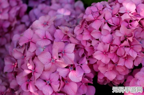 燕云十六声，揭秘千夜头像的获取之道