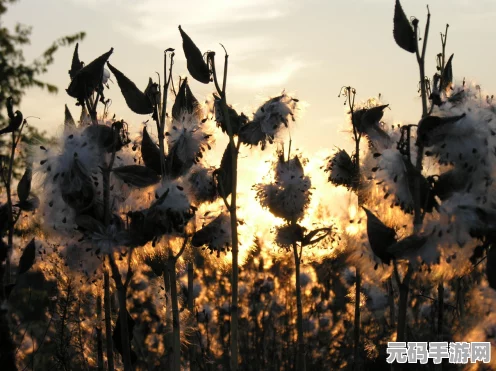 暗黑破坏神3深度探索，巫医触发性异常状态全揭秘