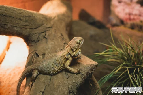 时空猎人龙影觉醒，震撼技能全解析
