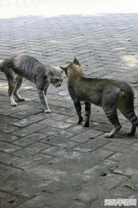 猫咪斗恶龙 3 中获取被诅咒的炮弹秘籍大公开