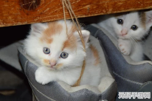 猫之城角色深度剖析，茂林余音强度全解析