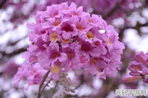 光遇之旅，在梦幻世界中，爱意如花朵静静盛开
