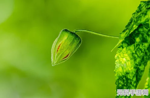 英伟达新动态，5070 与 4090 的较量对手游的影响