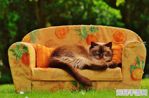 鸣潮，拯救世界与拯救猫咪的终极指南
