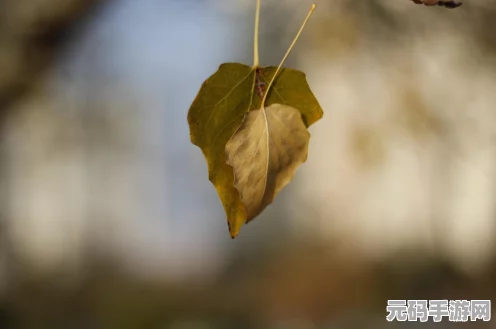 江南百景图深度探索，桑叶获取攻略全揭秘