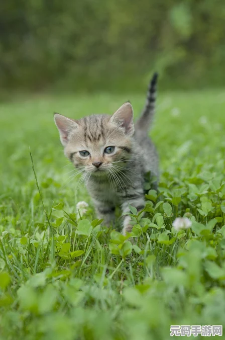 鸣潮妙宝堂隐藏小猫宝箱全攻略