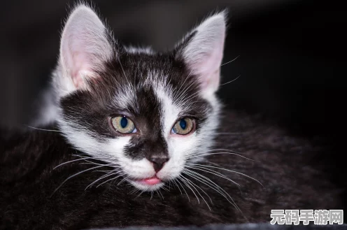 鸣潮妙宝堂隐藏小猫宝箱全攻略