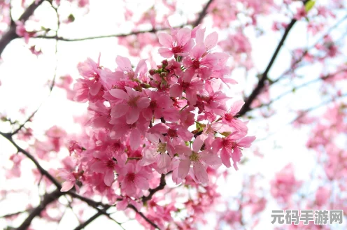 小森生活忍冬花刷新时间与地点全揭秘