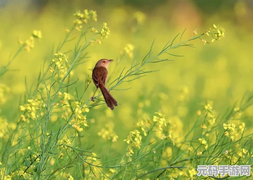 我的世界，植物陷阱的奇妙世界，探索与挑战的乐趣并存