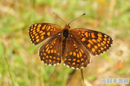 一起来捉妖迷蝴蝶，属性揭秘与获取攻略