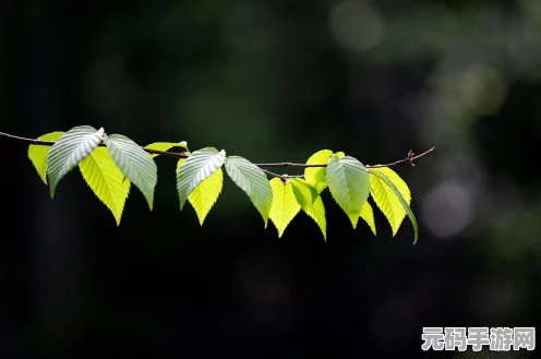 光遇玩家热议，树枝头饰能否迎来惊喜返场？