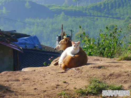 我的世界村庄探险，揭秘猫咪驯服秘籍