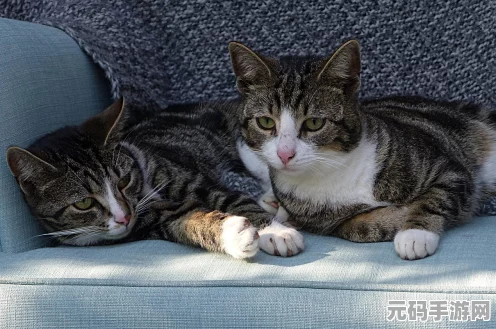 我的世界村庄探险，揭秘猫咪驯服秘籍