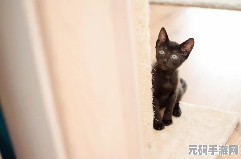 猫咪斗恶龙 3 猪猪盾牌获取全攻略