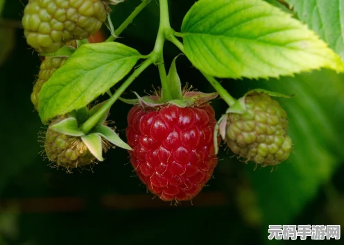 草莓熟了！创造与魔法里的甜蜜采摘季