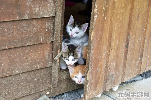 燕云十六声猫猫状元藏身之处全揭秘