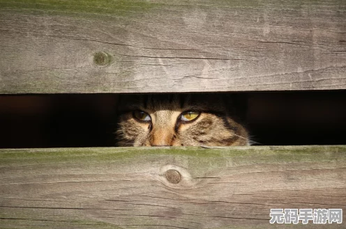 燕云十六声猫猫状元藏身之处全揭秘
