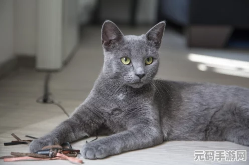 绝区零御猫出巡挑战开启，通关秘籍大揭秘