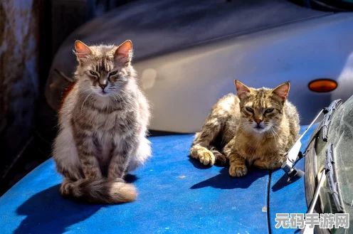燕云十六声，探寻猫猫之仁位置的终极指南