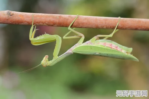 宝可梦剑盾飞天螳螂进化全揭秘，多元形态解锁的奥秘与技巧