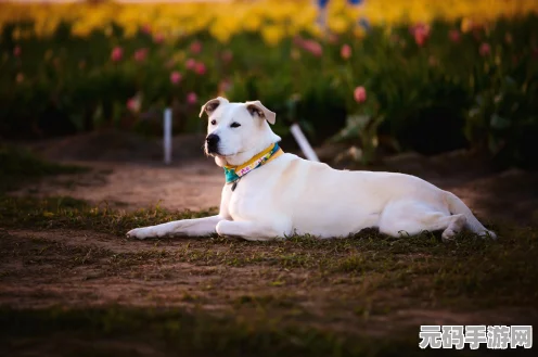 蛋仔派对，蛇尾犬艾比刷新点位全揭秘