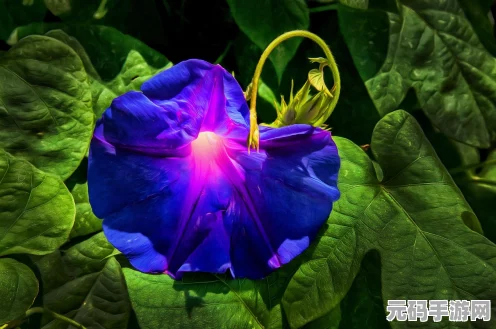粉色浪漫奇遇，无限暖暖探索粉色缎带鱼秘境指南
