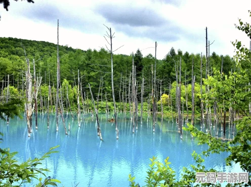 探寻江南百景图山茶秘境，和鸣双凤喜来仪山茶花采集全攻略