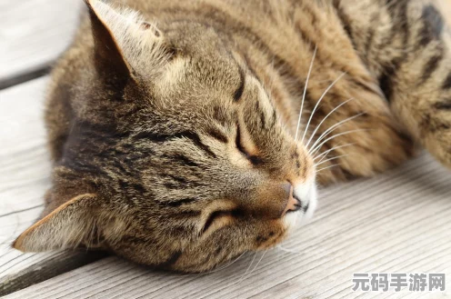绝区零内有恶犬活动全方位玩法指南