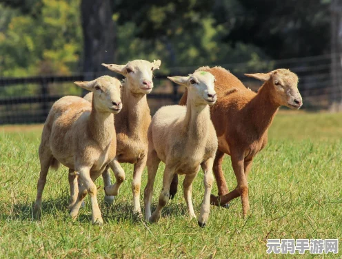 星露谷物语大畜棚养殖全揭秘，高效盈利的动物养殖秘籍