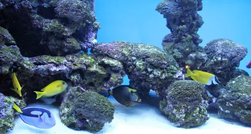 我的世界探索深海奥秘，揭秘海晶石的获取之道