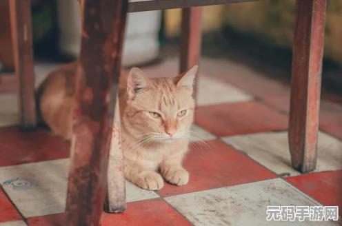 心动小镇手游养猫秘籍，你能拥有可爱猫咪吗？