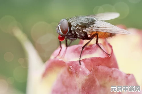 艾尔登法环智力瘤结晶露滴位置全解析