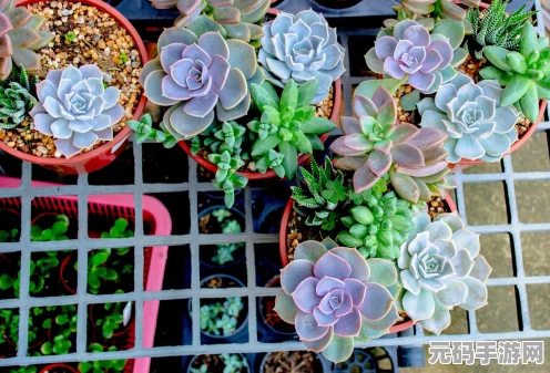 石器时代 M 鲜花任务全攻略 轻松完成拿奖励