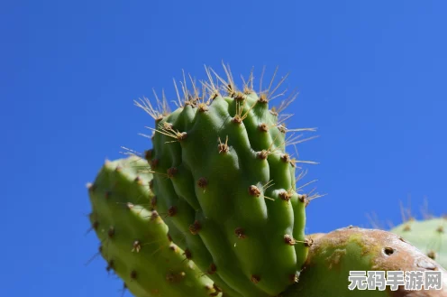 星露谷物语中石榴树结果与成熟的奥秘全解析