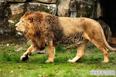 王者荣耀，揭秘梦见猫铭文搭配，打造全能辅助新体验