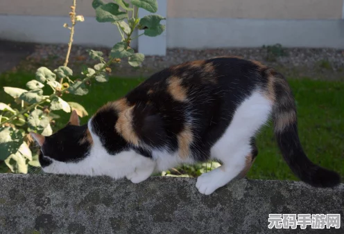 萌猫公园手游，轻松添加好友，畅玩无限乐趣
