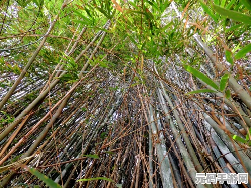 新版边境之旅竹林探险指南，揭秘竹子最多的神秘之地
