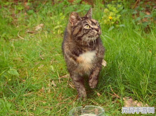 怪谈研究所之妖猫通关秘籍大揭秘