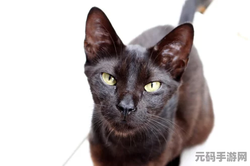 怪谈研究所之妖猫通关秘籍大揭秘