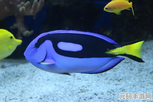 星露谷物语，探寻大眼鱼与五大鱼王的神秘钓点