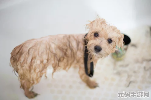 鸣潮潮生涯狗狗宝箱位置全攻略