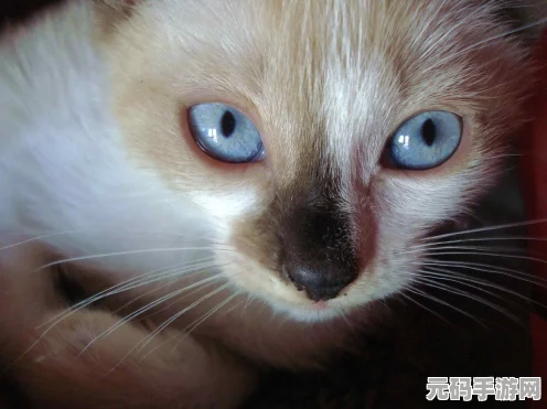猫和老鼠手游新探索，解锁地图更换秘籍，打造个性化游戏体验
