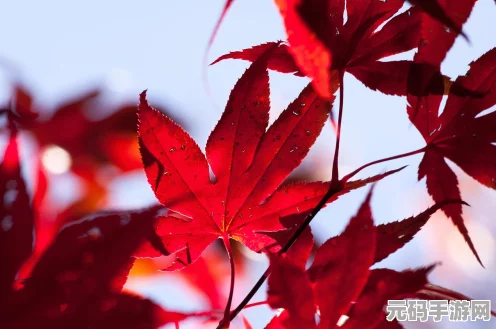 原神CM动画中的枫叶意象，一场视觉与情感的盛宴