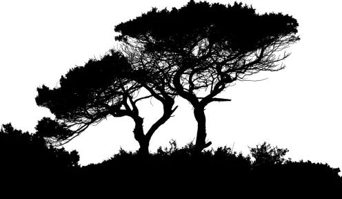 艾尔登法环幽影树庇佑效果全解析