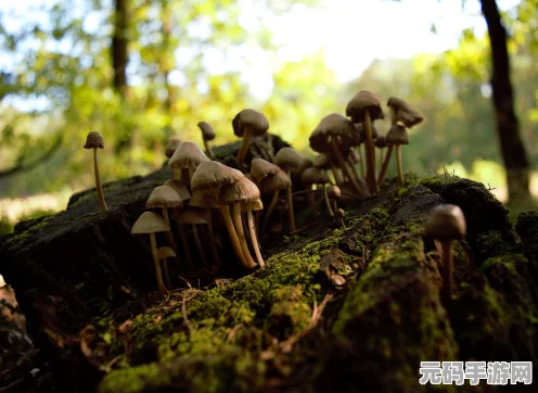 原神迷踪，林藏的秘密宝藏，一场奇幻揭秘冒险