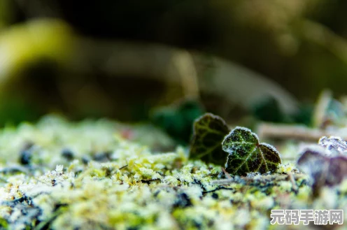 我的世界，探索植物魔法成就与加速植物生长秘籍