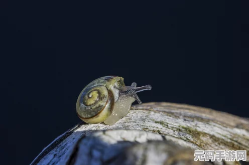 最强蜗牛新纪元，深度探索天竺邪灵，揭秘贪嗔痴终极奥义