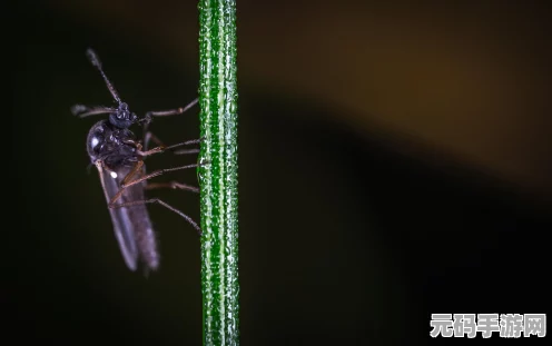 方舟生存进化，揭秘无齿翼龙的食物种类