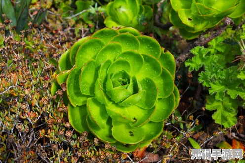 植物大战僵尸融合版冒险模式首关破敌秘籍