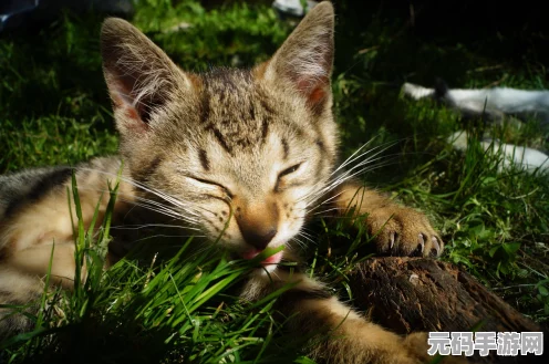 炉石传说深度探索，砰砰计划蓝龙德与新版岛猫搭配策略揭秘